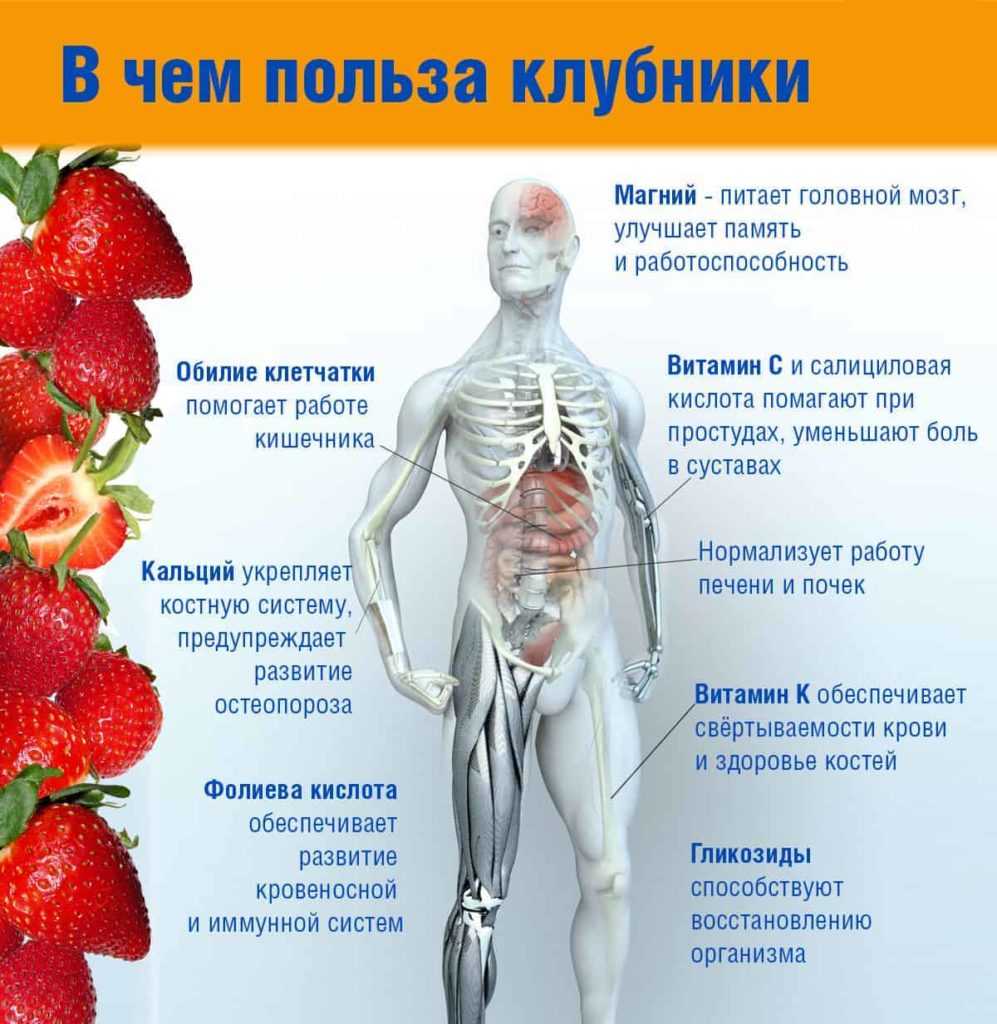 Калорийность клубники на 100 грамм, бжу и сколько калорий в 1 шт виктории