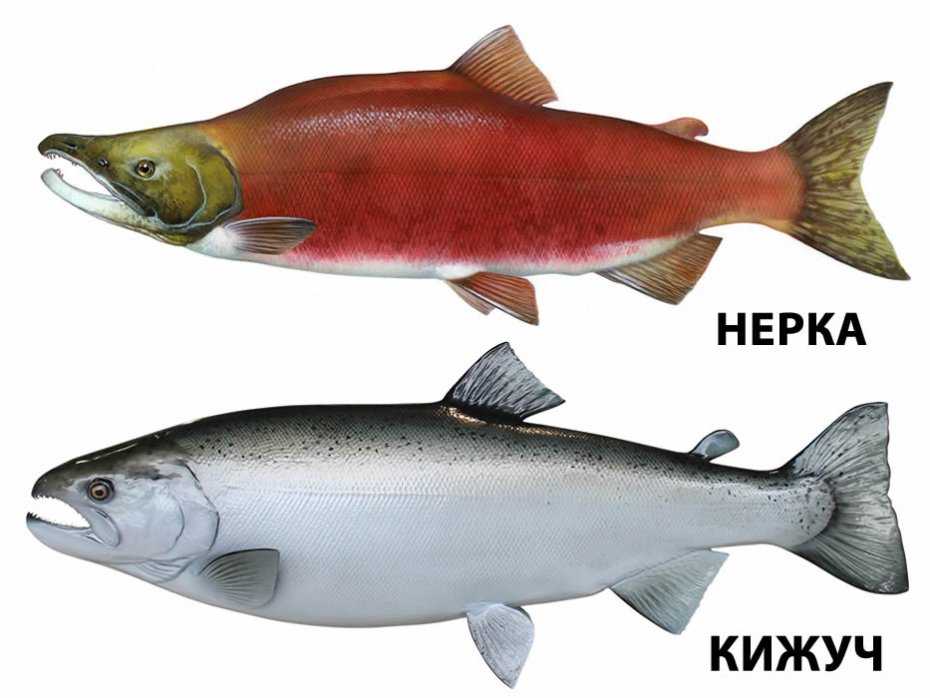 Кижуч — химический состав, пищевая ценность, бжу