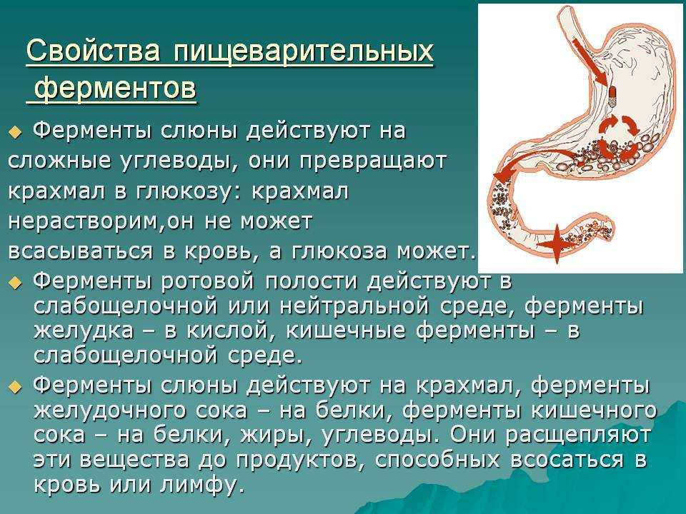 Диета при раке поджелудочной железы: что есть, запрещенные продукты, меню на неделю