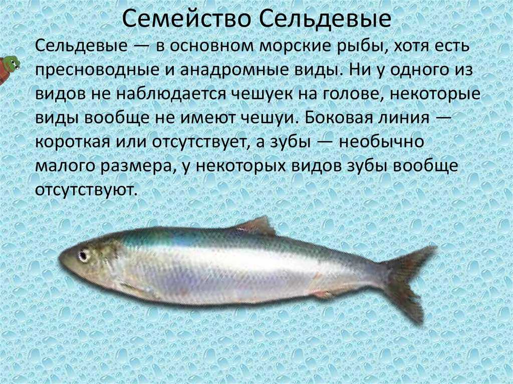 Мелкая рыба семейства. Отряд Сельдеобразные рыбы. Семейство сельдевых рыб характеристика. Представители отряда сельдевых. Сельдеобразные рыбы название рыб.