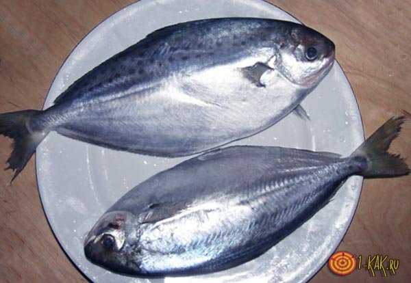 🚩 масляная рыба эсколар: обитание, польза продукта, лучшие рецепты