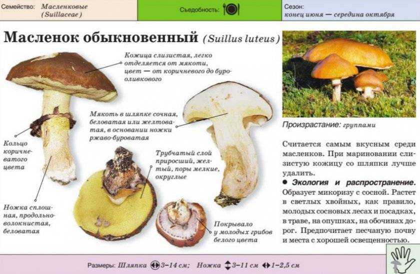 Где и когда собирать грибы маслята - grib-doma.ru