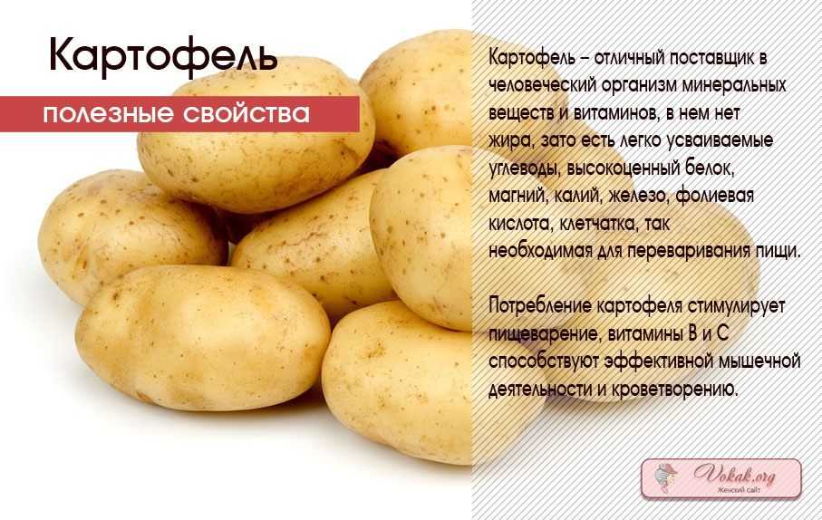 Картофель - полезные свойства и противопоказания. применение, калорийность, фото картофеля.