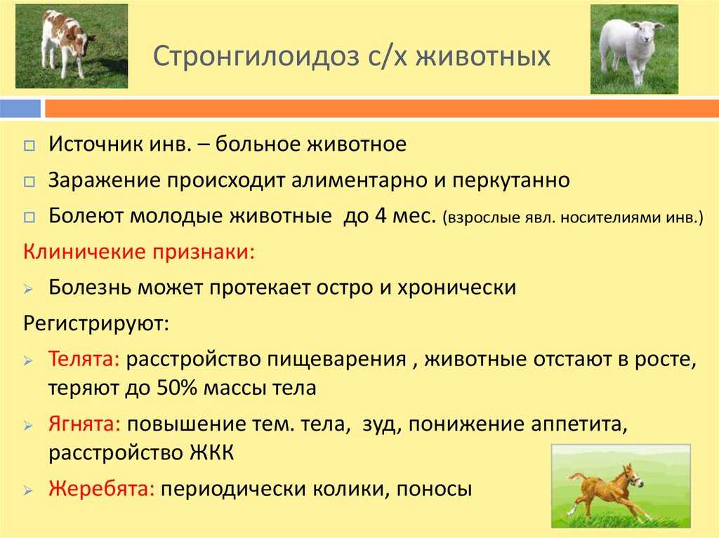 Стронгилоидоз