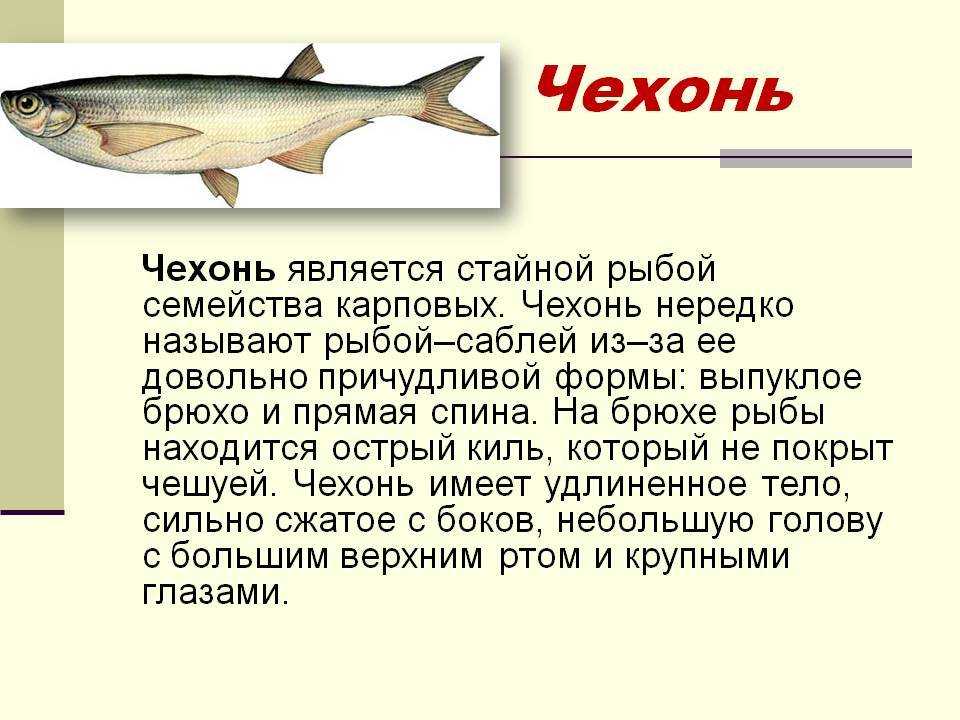 Чехонь — стайная рыба семейства карповых, которая характеризуется сплющенным по бокам телом