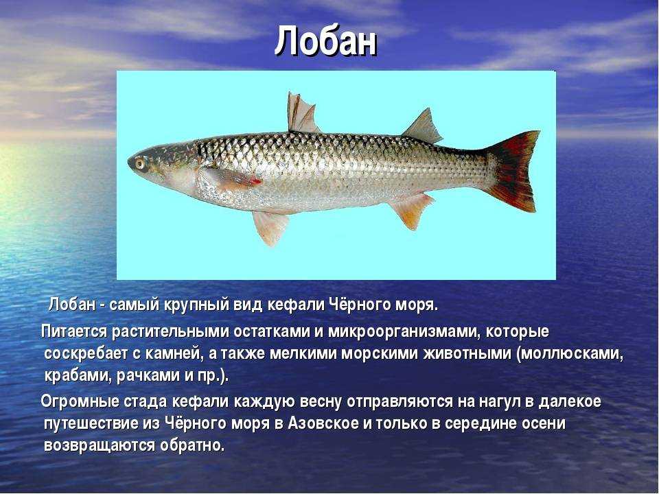Рыба хек: описание, польза и вред для организма