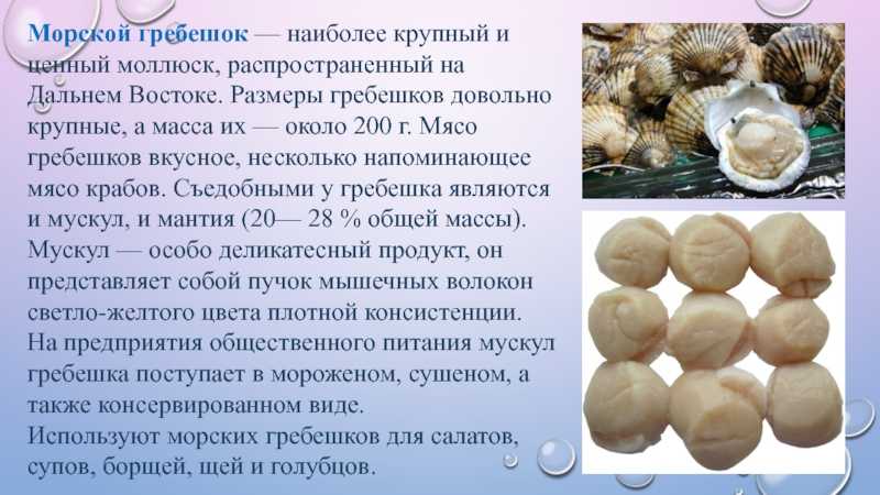Гребешки морские – калорийность, приготовление, полезные свойства, витамины