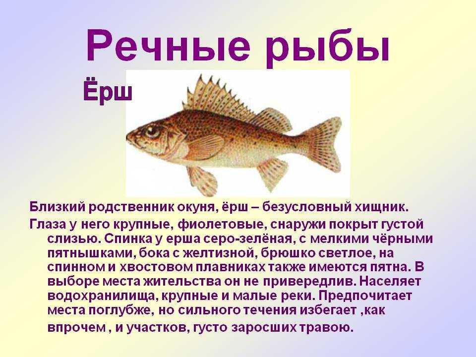 Информация про рыб. Ерш описание рыбы. Описание рыб для детей. Рыба Ерш Речной. Ерш рыба описание для детей.