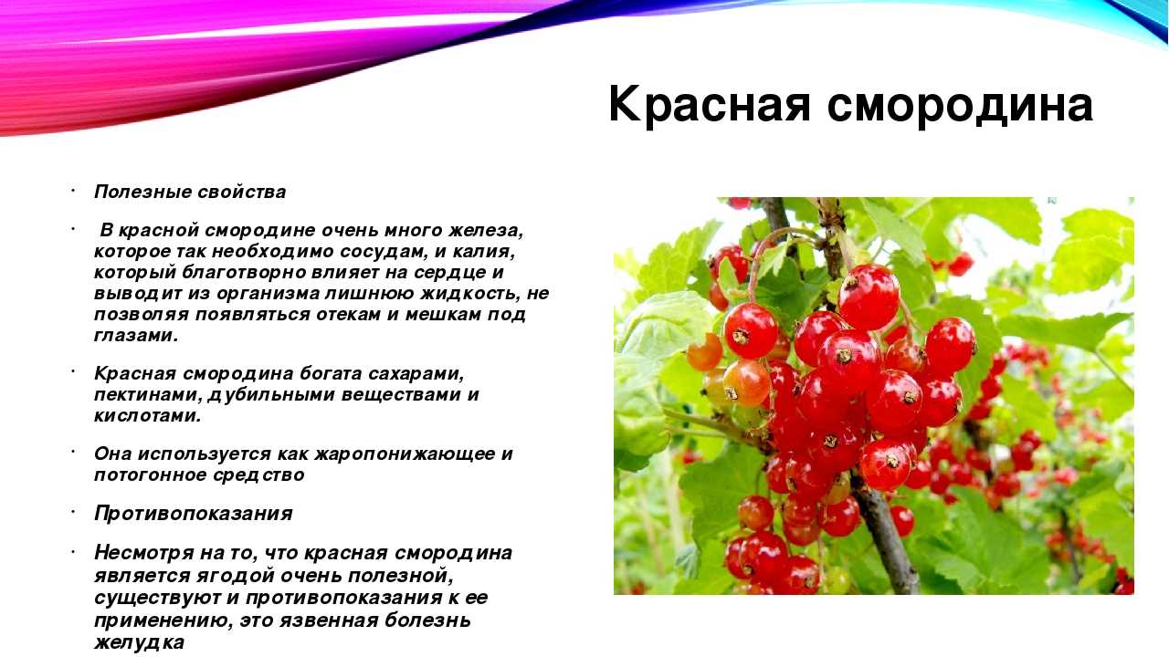 Красная смородина - полезные и опасные свойства красной смородины
