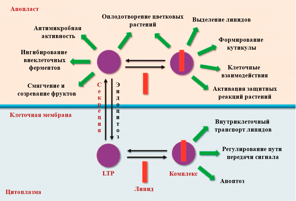 Аллерген рекомбинантный