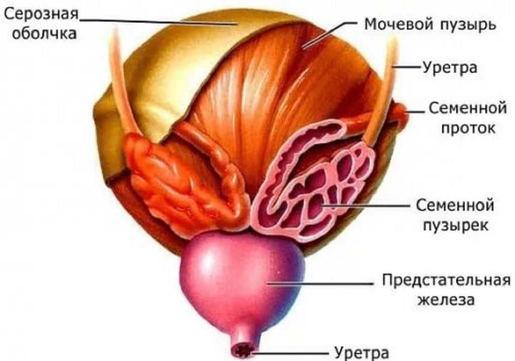 Везикулит - симптомы, причины, терапия и последствия