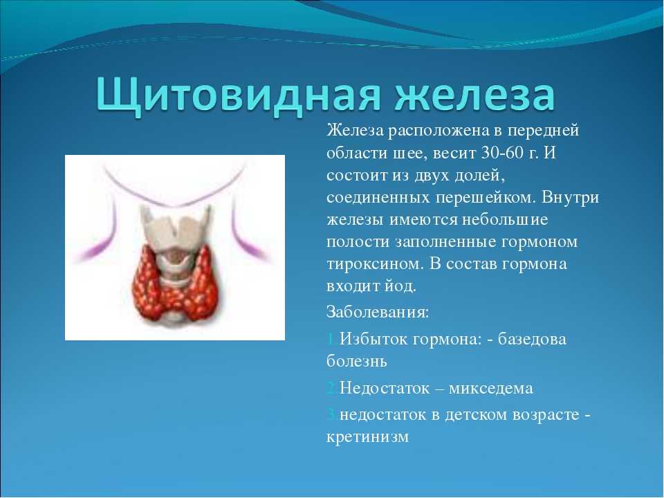 В какой полости расположена щитовидная железа. Охарактеризуйте строение щитовидной железы. Shitovidnoe Jeleza. Щитовидная железа 8 класс. Анатомия щитовидной железы кратко.