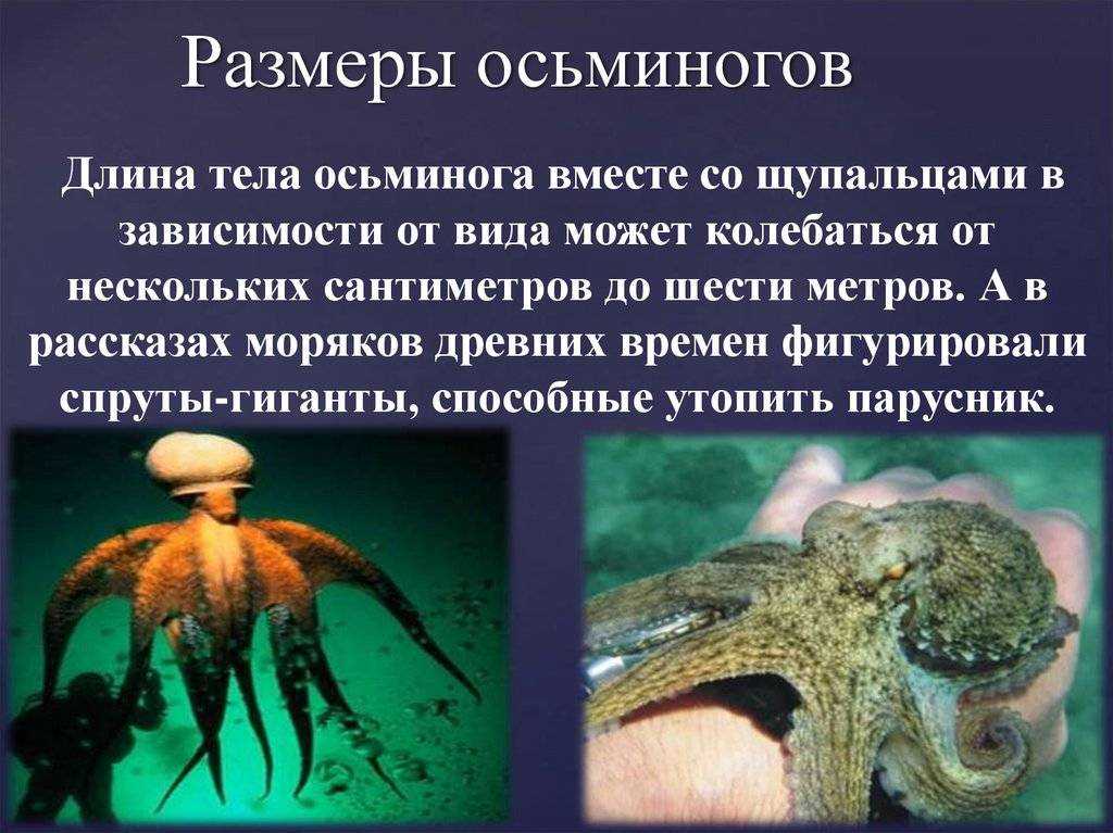 Группе относится осьминог. Осьминог части тела названия. Организм осьминога. Осьминог Размеры. Строение осьминога.