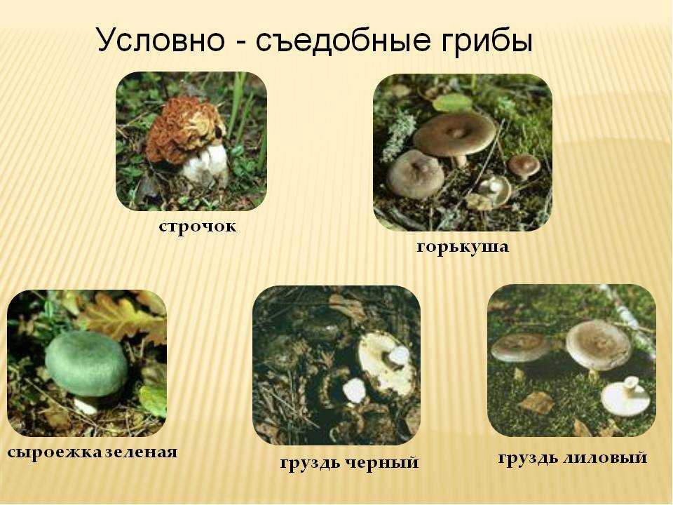 Какое название позволило разделить грибы. Грибы ядовитые несъедобные условно съедобные. Условно съедобные грибы несъедобные грибы. Условно съедобные грибы биология 5 класс. Условно-съедобные грибы Шляпочные.
