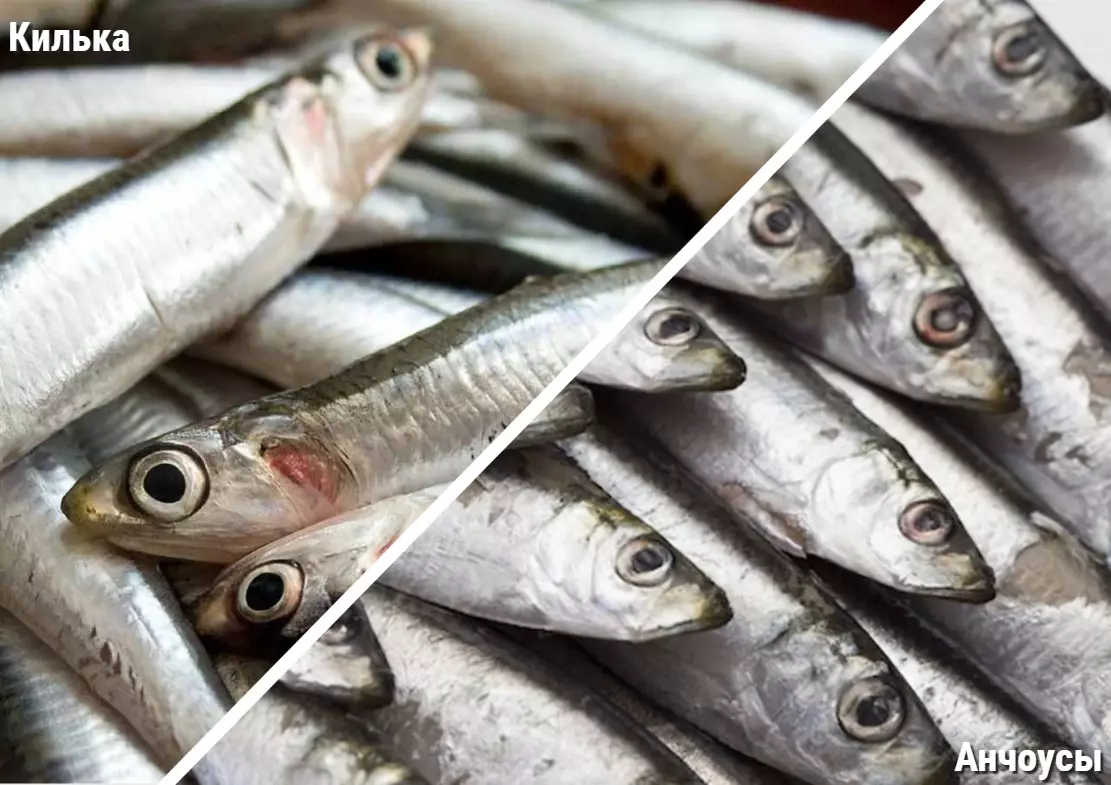 Чем полезна соленая килька. килька: польза и вред маленькой рыбки. как употреблять кильку для пользы, потенциальный вред кильки при заболеваниях желудка. блюда из кильки