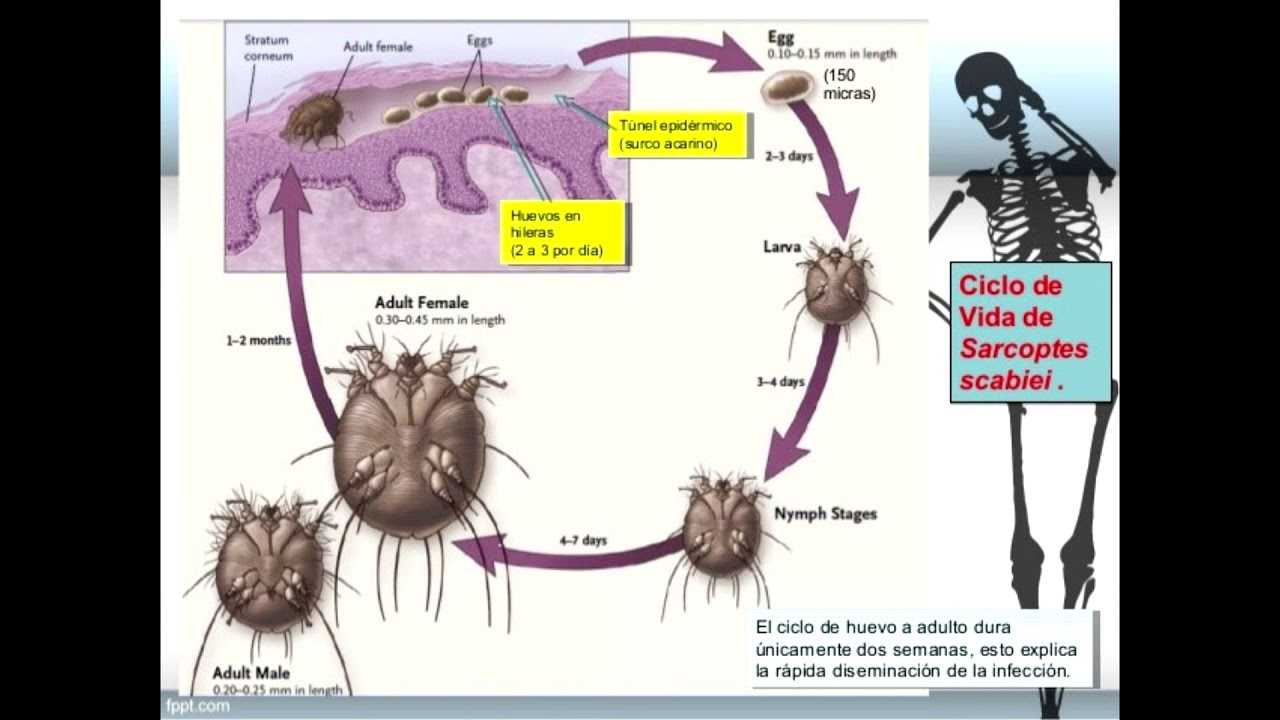 Жизненный цикл чесоточного зудня. Sarcoptes scabiei.. Sarcoptes scabiei жизненный цикл. Жизненный цикл чесоточного клеща схема.