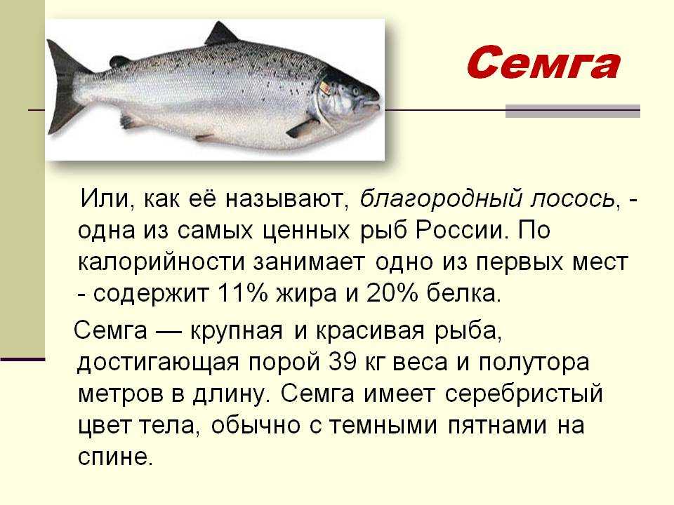 Какая рыба полезнее минтай или хек? | польза и вред