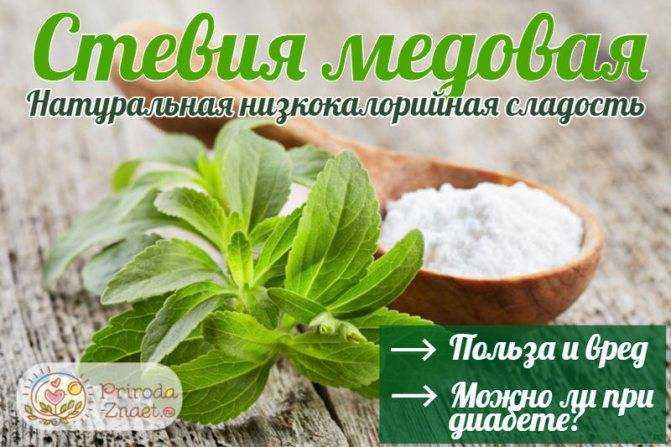 Стевия: польза, вред, состав, калорийность, противопоказания и отличие от сахара
