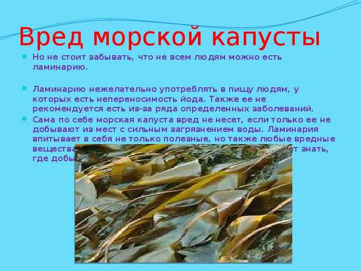 Польза водорослей — обзор 8 самых востребованных водорослей