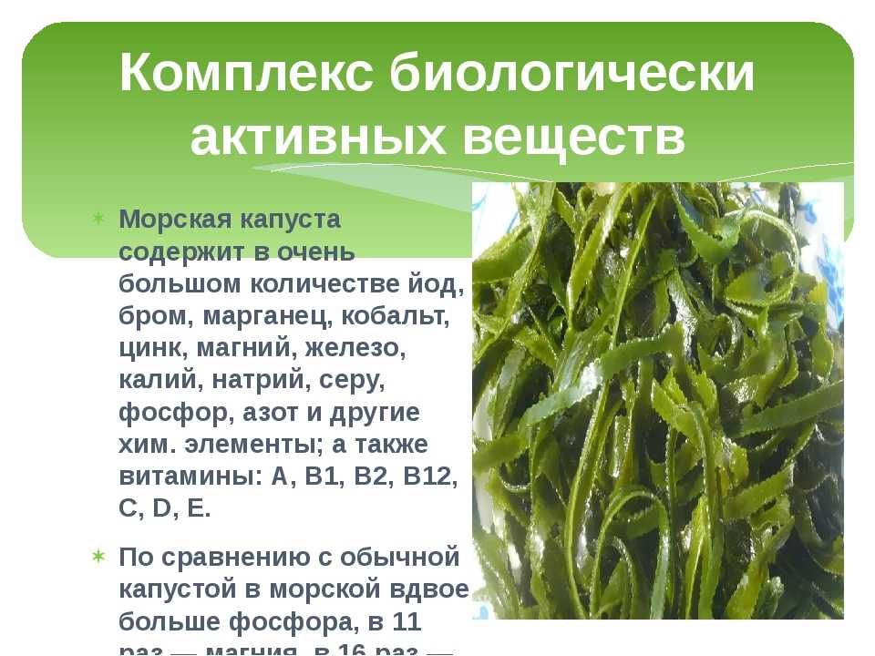 Свежая или сухая морская капуста: польза и вред, лечебные свойства для организма