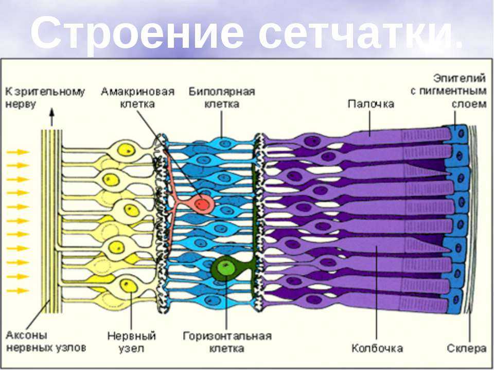 Строение и функции сетчатки глаза