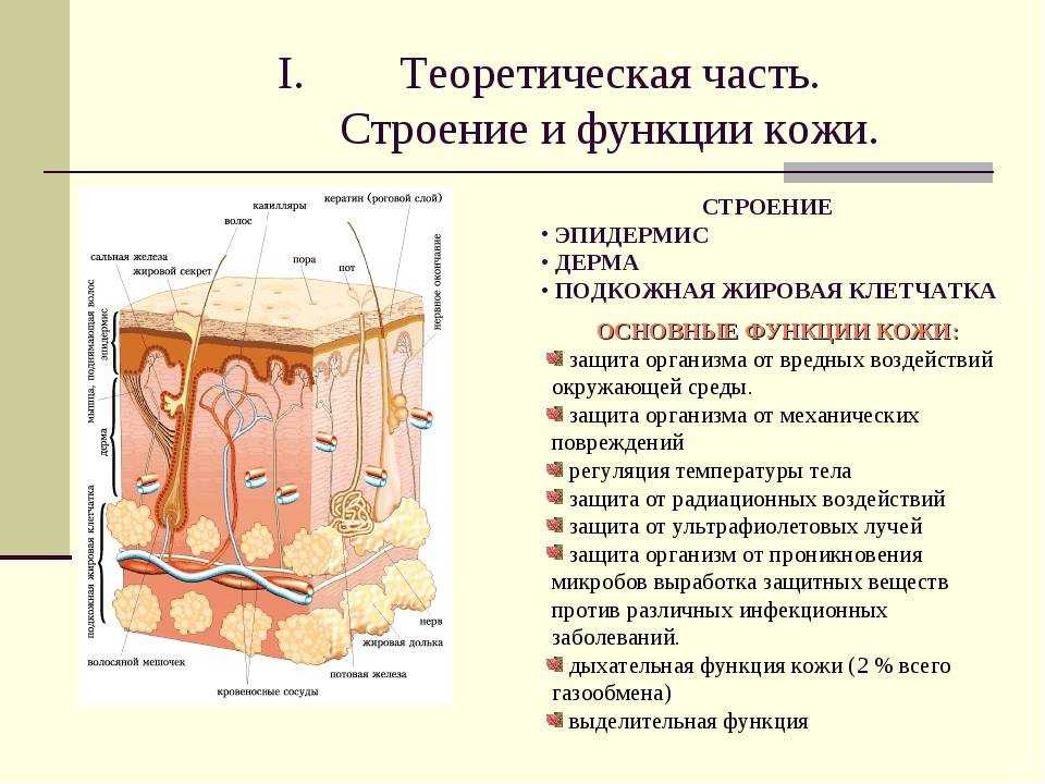 Соотнеси структуры и слои кожи с номерами под которыми они обозначены на рисунке