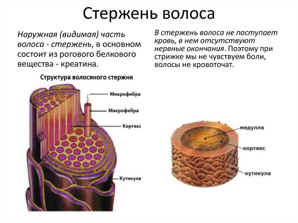 Определи где образуются вещества смазывающие волосы человека на картинке