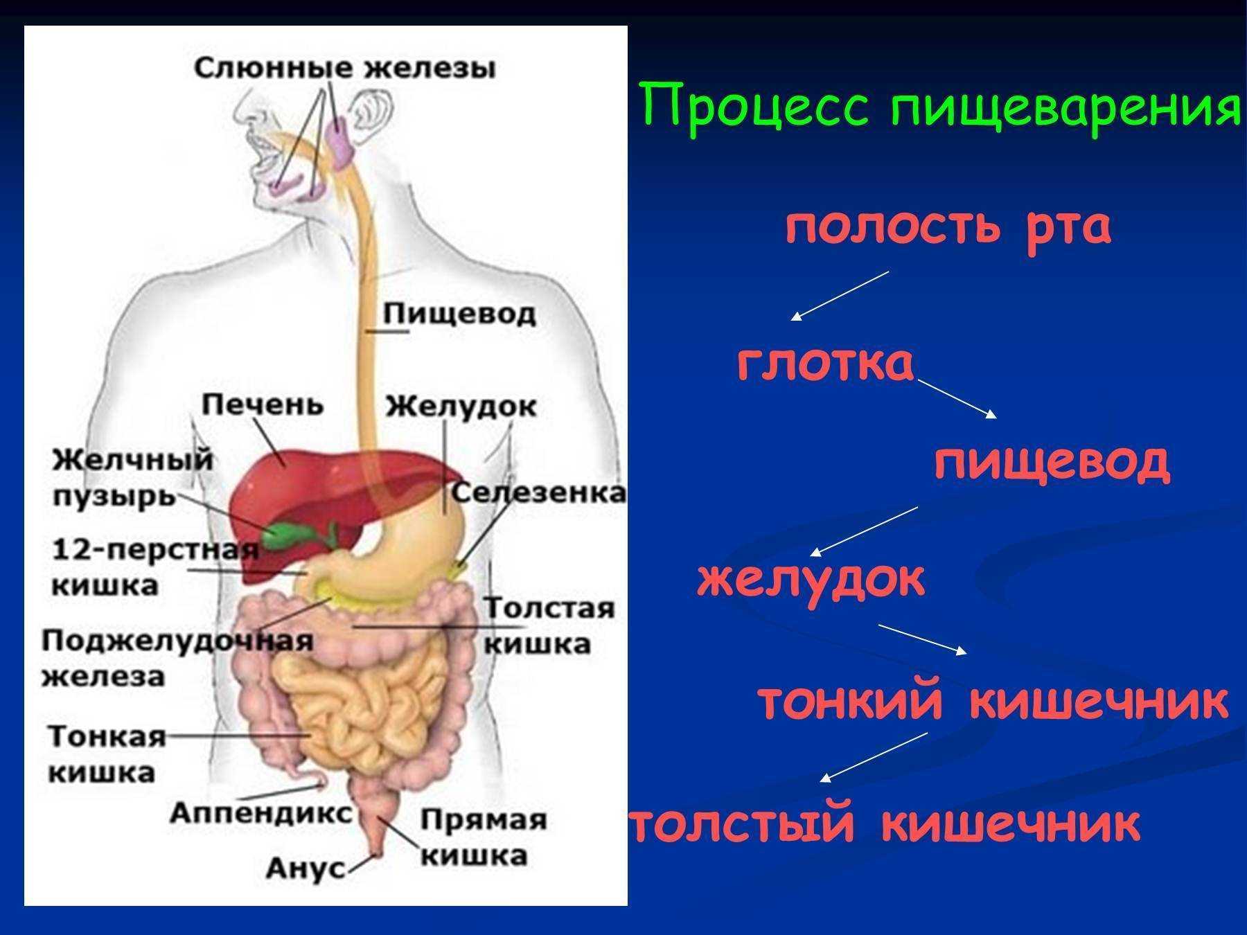 Схема переваривания пищи