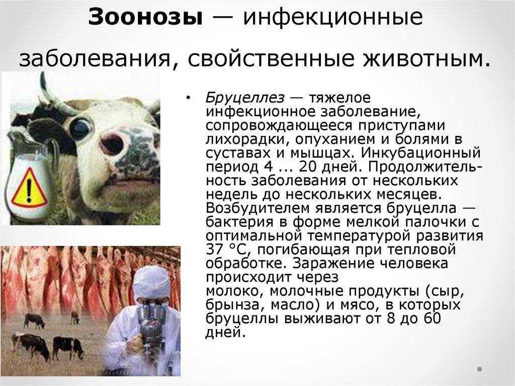 Зоонозы