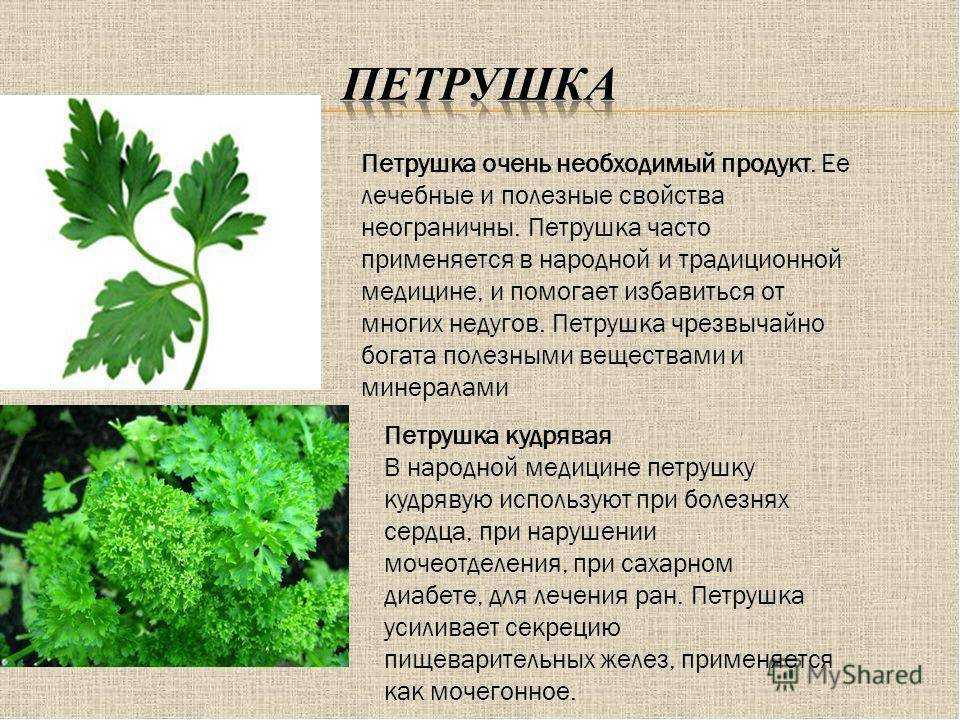 Петрушка – лечебные свойства и противопоказания