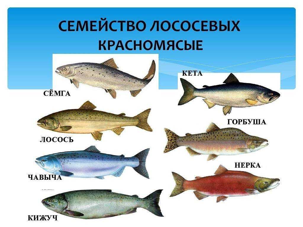Рыба лосось (семга) – описание с фото, полезные свойства и как приготовить