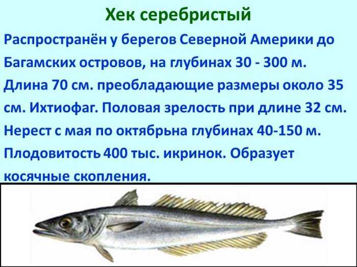 Хек молочный. описание рыбы хек с фото, состав и калорийность, а также пищевая ценность; как приготовить, польза и вред
