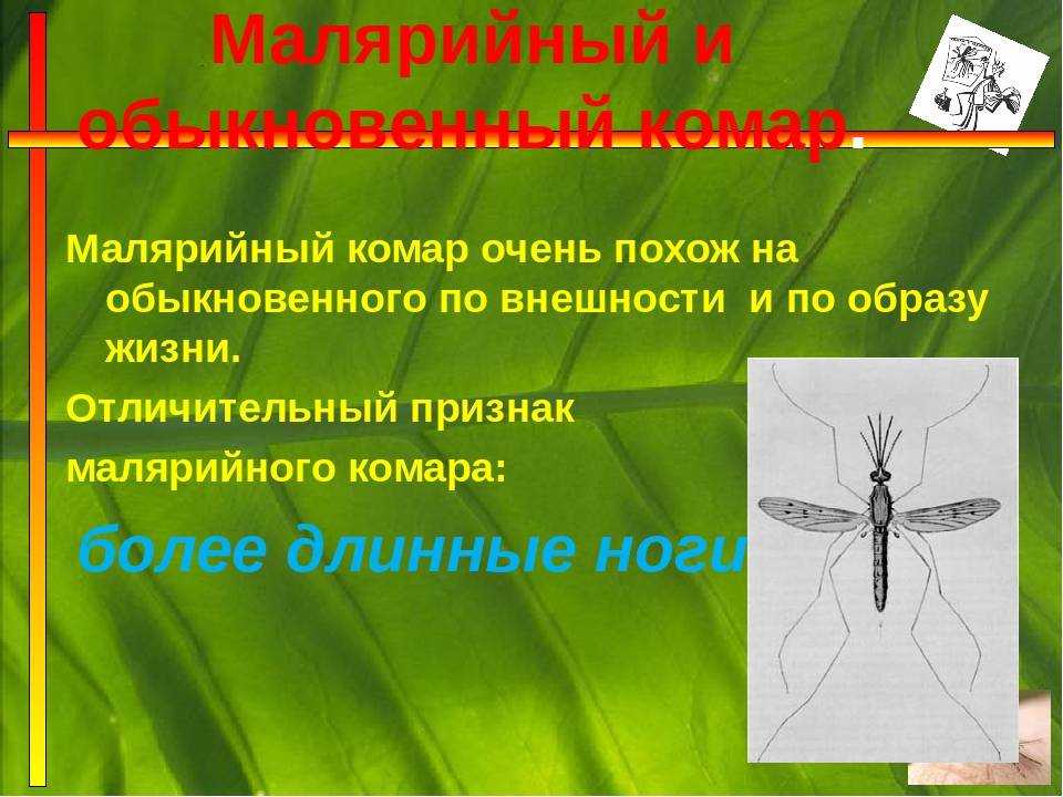Комар малярийный комар членистоногие двукрылые. Малярийный комар. Обыкновенный комар и малярийный комар. Комары презентация. Малярийный комар опасен.