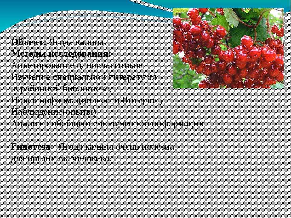 Калина лечебные свойства и противопоказания. Калина красная ягода полезные. Калина полезные свойства. Полезные и лечебные свойства калины. Калина полезные и вредные.