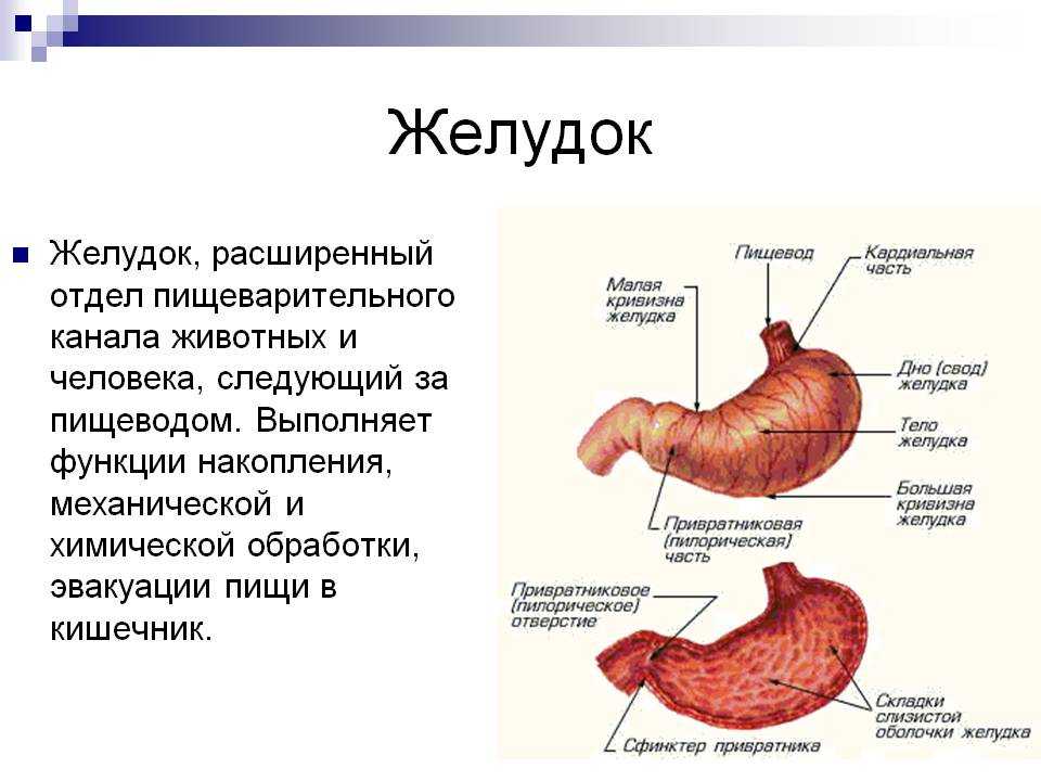 Операция при ахалазии кардии в международной клинике медика24