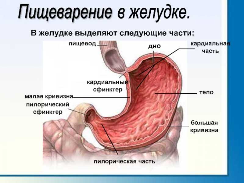 Между пищеводом. Пилорический сфинктер желудка. Кардиальный сфинктер желудка. Кардиальный и пилорический сфинктер. Кардия желудка что это такое анатомия.