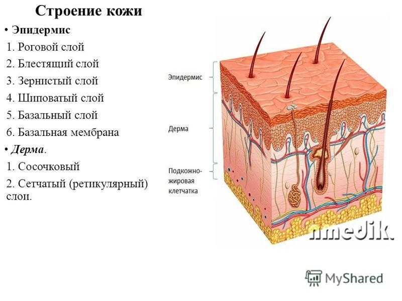 Какие факторы приводят к потере объема лица и как его вернуть?