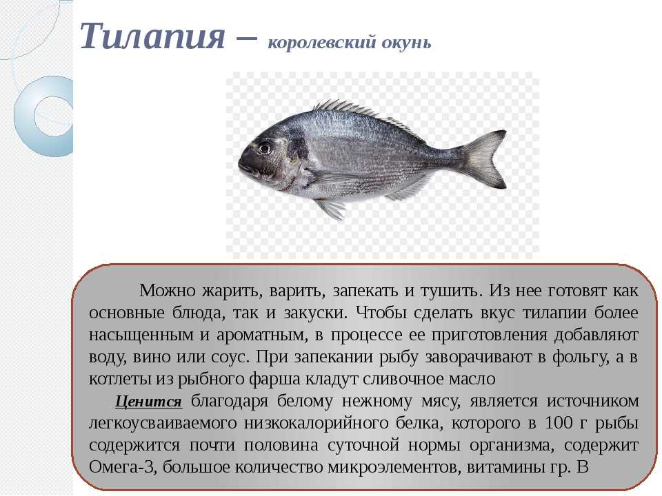 Рыба святого петра или тилапия: полезные и вредные свойства, калорийность, токсичность