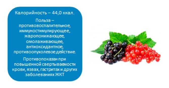 Сколько калорий в черной смородине? - худеем911.ру - помощь женщинам в похудении.