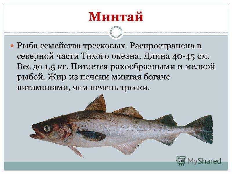 Какая рыба полезнее минтай или треска? | польза и вред