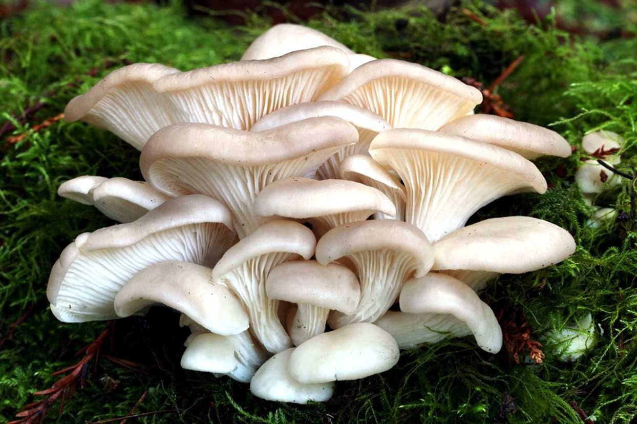 Вешенки – грибы из семейства Вешенковых, используемые в кулинарии и медицине По своим питательным свойствам Вешенки можно сопоставить с фруктами, а по некоторым элементам, например, фосфору, даже с рыбой