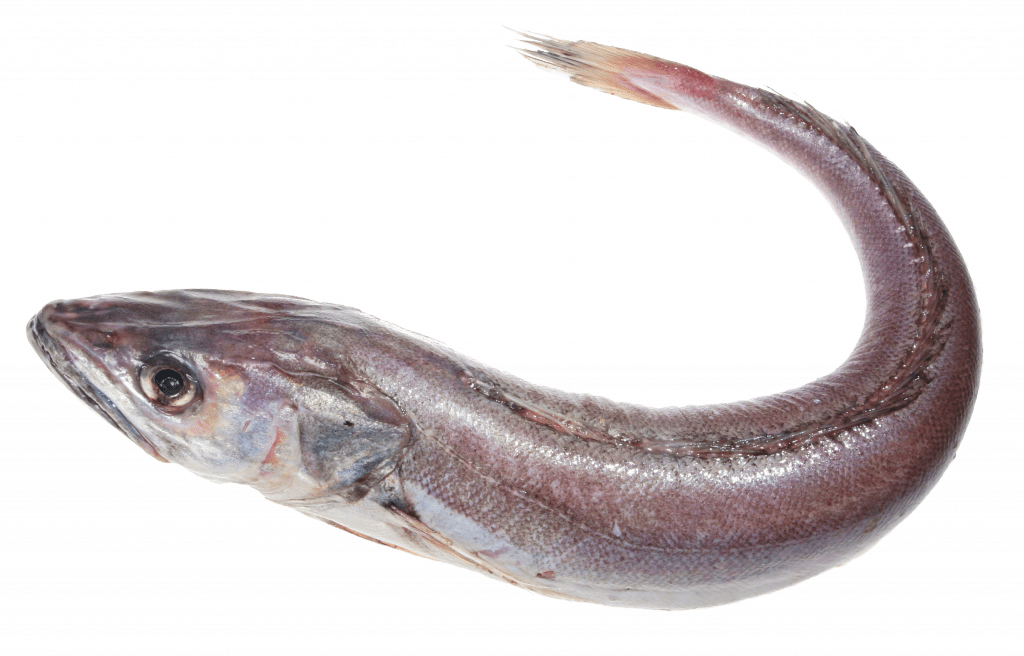 Макрурус - это род глубоководных морских промысловых рыб из отряда Трескообразных Главная польза макруруса – идеальное соотношение в его составе всех полезных аминокислот