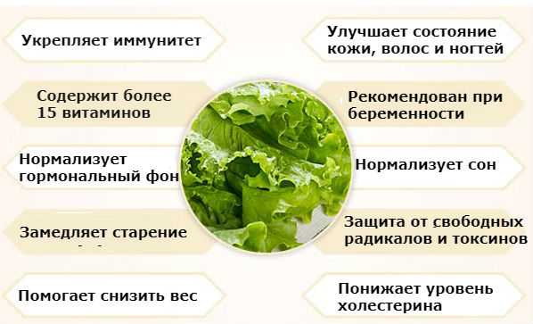 Польза и вред листьев салата