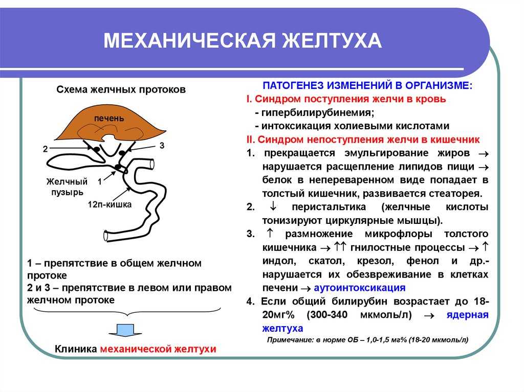 Желтуха: виды, причины, симптомы, лечение – напоправку – напоправку