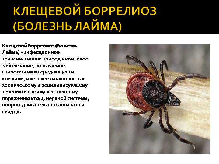 Болезнь келлера или разрушение губчатой костной ткани