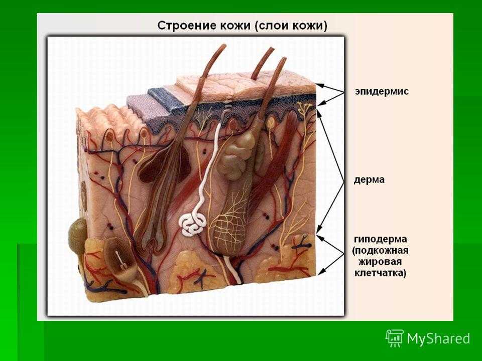 Старение кожи: жировая ткань — новая мишень? | блог anti-age expert