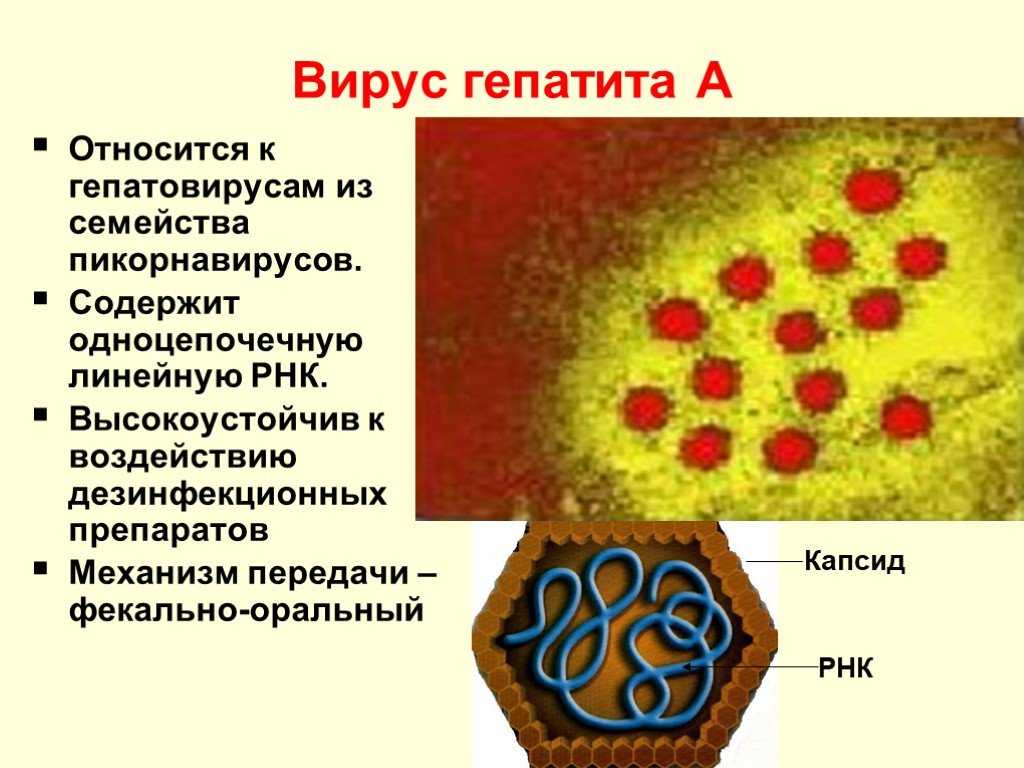 Вирус гепатита картинка