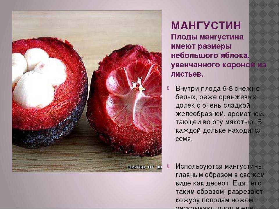 Инулин - что это, как принимать | фитомуцил сорбент форте