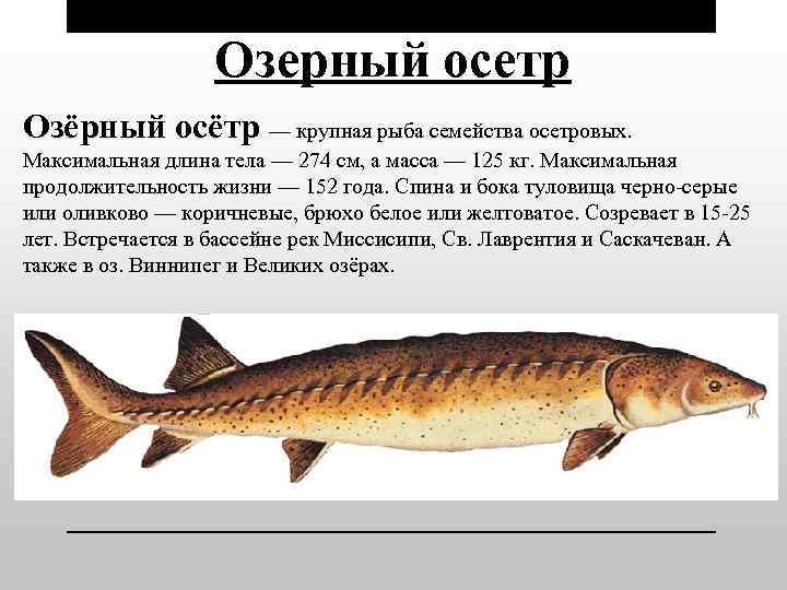 Жерех, где искать, как ловить
