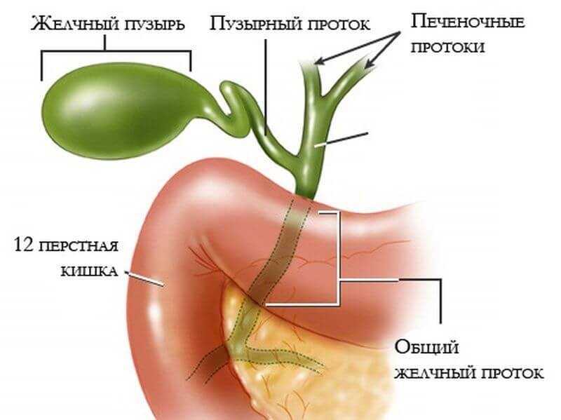 Обменные заболевания печеночнобилиарной системы